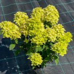 Hortenzia metlinatá (Hydrangea paniculata) ´PASTEL GREEN´® - výška 20-40 cm, kont. C2L
